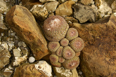 Epithelantha