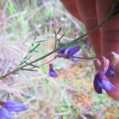 Vicia andicola