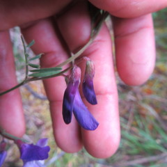 Vicia andicola