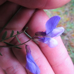 Vicia andicola