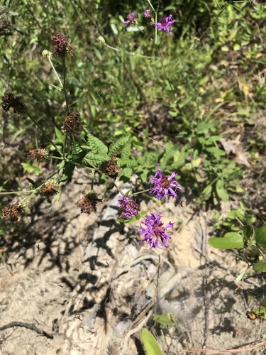Georgia ironweed (Vernonia pulchella)