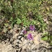 Vernonia pulchella - Photo (c) eamonn_leonard, μερικά δικαιώματα διατηρούνται (CC BY-NC), uploaded by eamonn_leonard