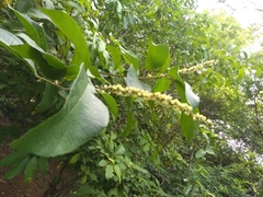 Mallotus philippensis