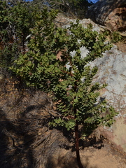 Arctostaphylos refugioensis