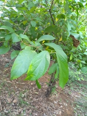 Mallotus philippensis