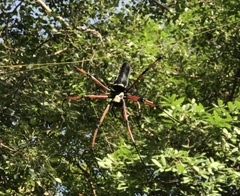 Nephila kuhli