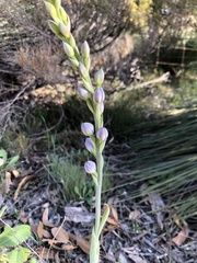 Thelymitra grandiflora