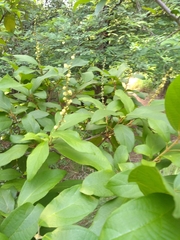 Mallotus philippensis