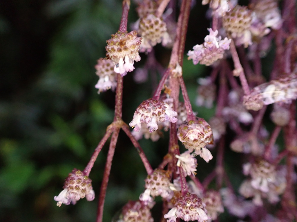 Hyptis odorata