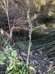 Thelymitra grandiflora