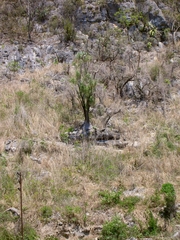 Beaucarnea recurvata