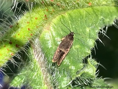 Leistomorpha brontoscopa