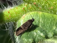 Leistomorpha brontoscopa
