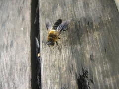 Eristalis himalayensis