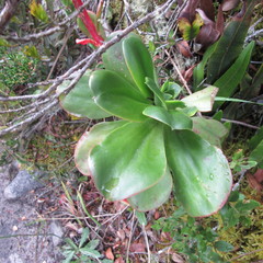 Echeveria bicolor