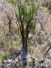 Beaucarnea recurvata