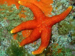 Fromia schultzei