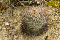 Coryphantha poselgeriana