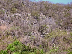 Beaucarnea recurvata