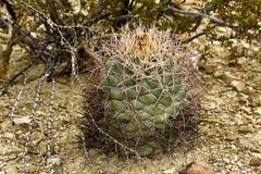 Coryphantha poselgeriana