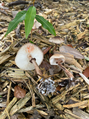 Leucoagaricus meleagris