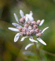Leontopodium ochroleucum