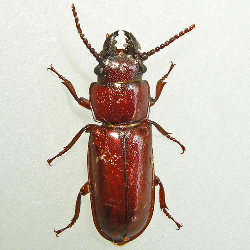 Pole Borer photo 3