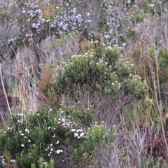 Chalcostigma heteropogon