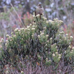 Chalcostigma heteropogon