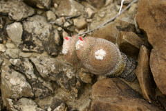 Epithelantha