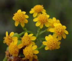 Senecio rosmarinifolius