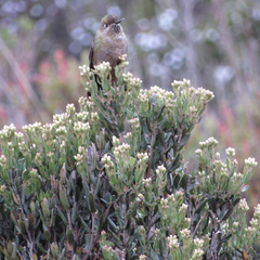 Chalcostigma heteropogon