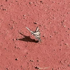 Protesilaus stenodesmus