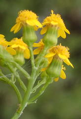 Senecio rosmarinifolius