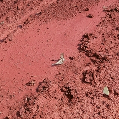 Protesilaus stenodesmus