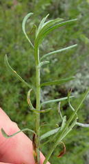 Senecio rosmarinifolius