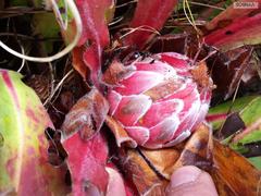Protea caespitosa
