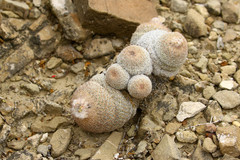 Epithelantha