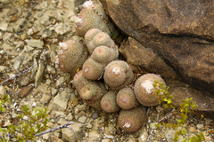 Epithelantha
