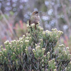 Chalcostigma heteropogon