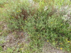 Senecio rosmarinifolius