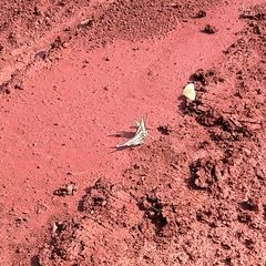 Protesilaus stenodesmus