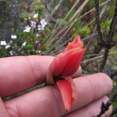 Stenorrhynchos vaginatum