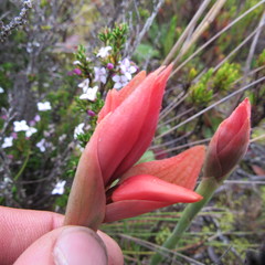 Stenorrhynchos vaginatum