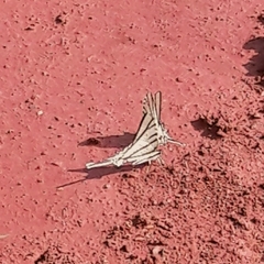 Protesilaus stenodesmus