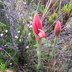 Stenorrhynchos vaginatum