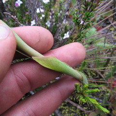 Stenorrhynchos vaginatum