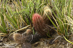 Thelocactus bicolor