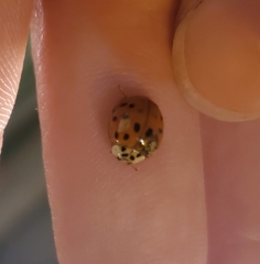 Harmonia axyridis