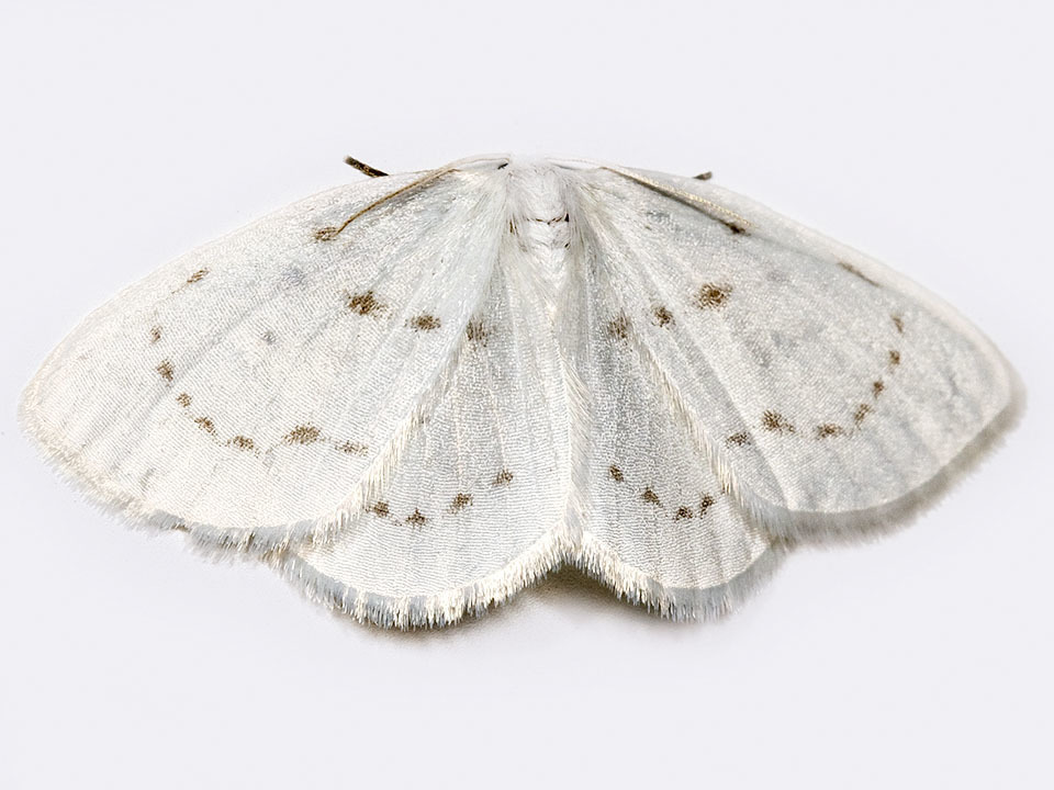 Northern Eudeilinia Moth